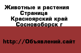  Животные и растения - Страница 10 . Красноярский край,Сосновоборск г.